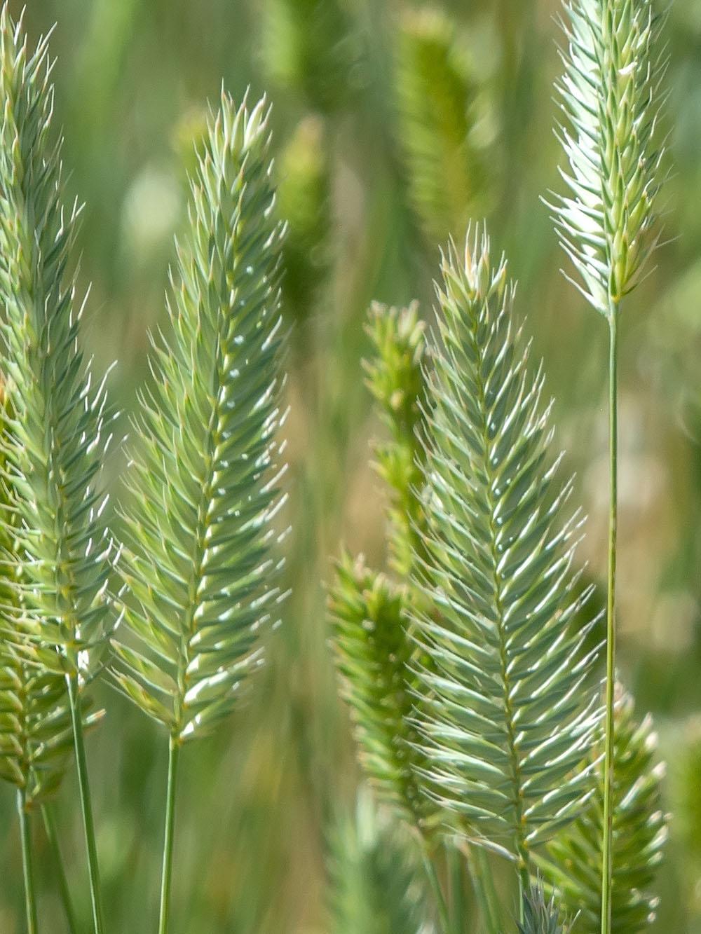 AC Saltlander Green Wheatgrass